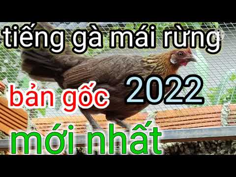 Video Tiếng Gà Mái Rừng Kêu Mồi Chuẩn Mới Nhất | Bẫy Gà Rừng... - youtube