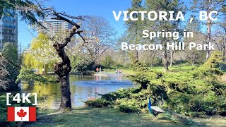 🇨🇦[4k] Spring in Beacon Hill Park, Victoria, BC, Canada, March 2024