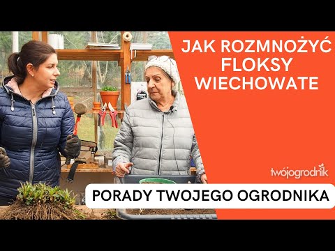 Wideo: Różne rozmnażanie floksów przez sadzonki