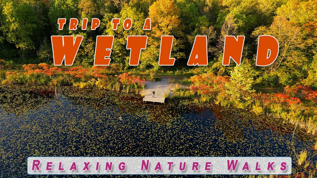 Morning Visit  to a Wetland Sparta  ON|Relaxing Nature Walks | 4k 