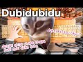 猫ミームで有名な【チピチピチャパチャパ】手回しオルガンで弾いてみた♪【Dubidubidu / christell】