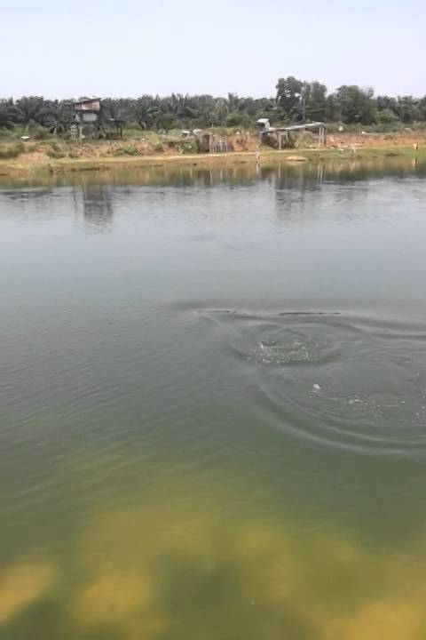 Baramundi in Bedong C&R pond.