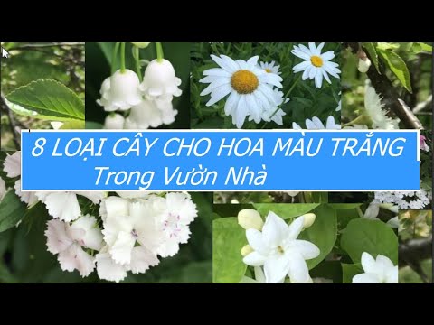 Video: Hoa Màu Trắng