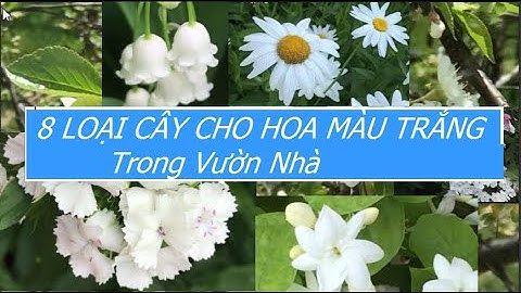 Cay có hoa màu trắng nhỏ là cây gì năm 2024