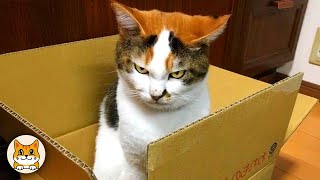 картинка: Самые смешные коты в Интернете! 😂