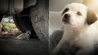 The Secret Under the Truck: A Tiny Creature Fighting for Life 🚛🥺