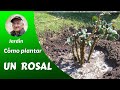 Como plantar un rosal  cap 16 de la serie cmo cultivar bellas rosas