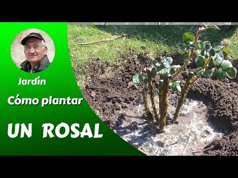 Vídeo: Consells de jardineria de Michigan: què plantar a l'abril