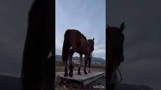 Working with ryaha #coltstarting #yearling #warmsprings #horse