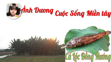 Cách Làm Cá Lốc Nướng Bẹ Chuối Thơm Ngon Khó Cưỡng