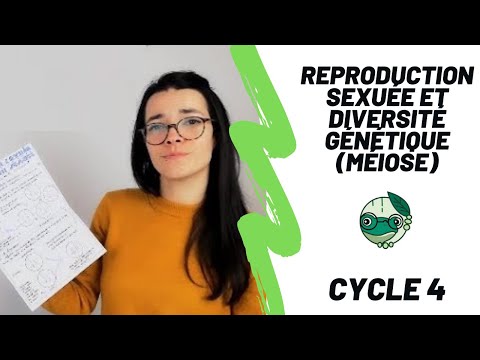 Vidéo: En quoi l'aneuploïdie est-elle différente du quizlet sur la polyploïdie ?