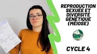 Reproduction sexuée et diversité génétique (méiose) - 3ème - Madame SVT