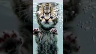 😭😭😻🥺 #aiandcats #aicats #kitten #animalintelligence #o #cute #cat #shorts