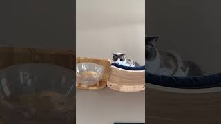 Achilles Grumpy Cat