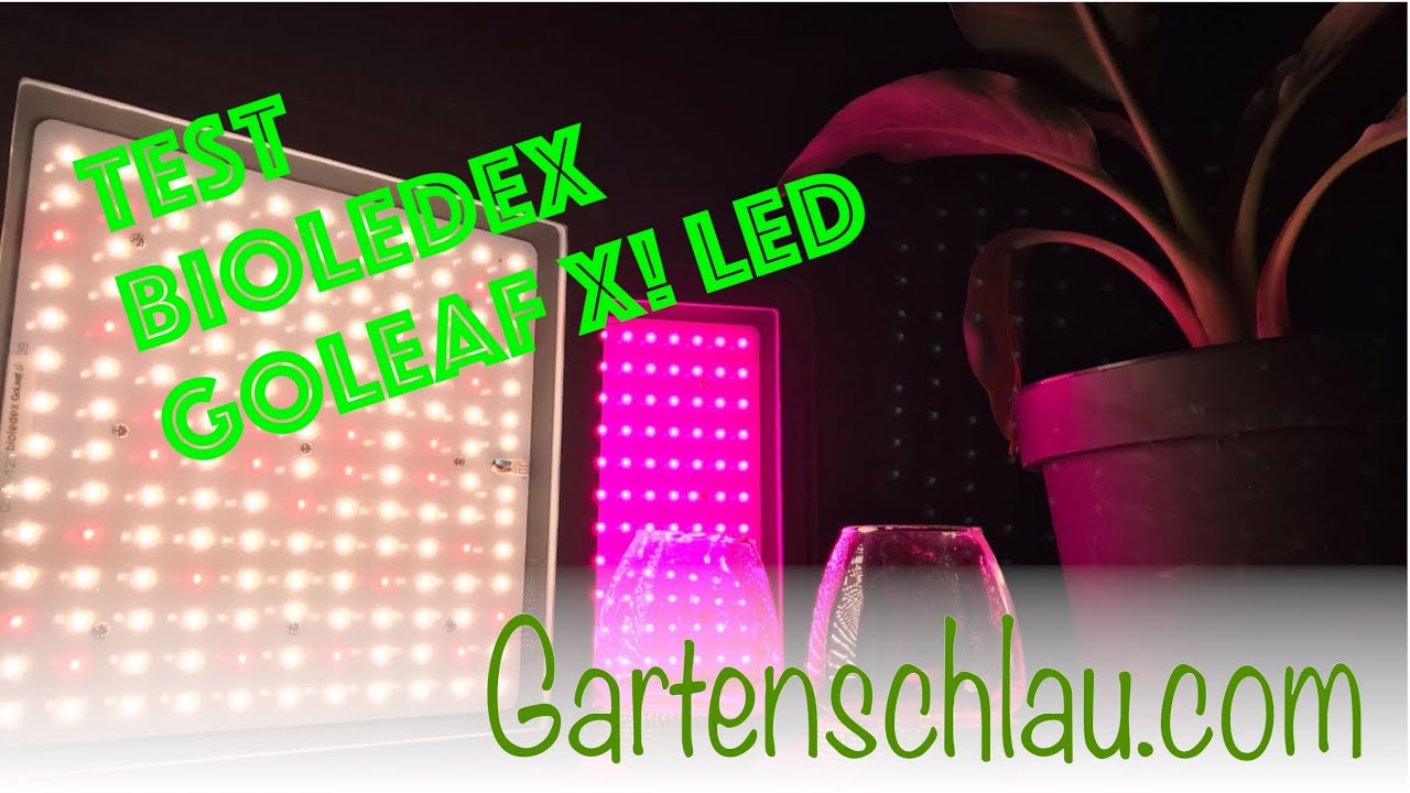 Bioledex GoLeaf X1 im Test: Reicht die LED-Pflanzenlampe wirklich?