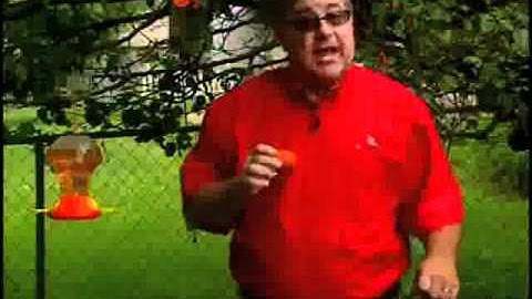 How to attract Orioles to your backyard