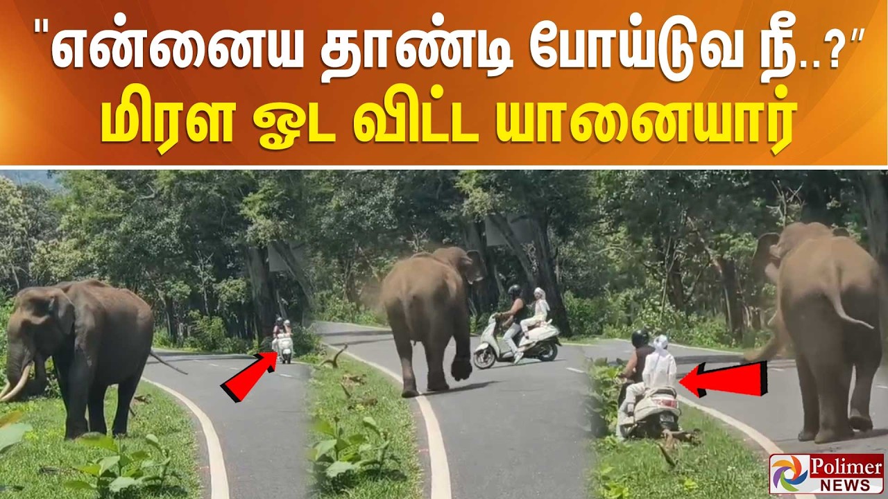 "என்னைய தாண்டி போய்டுவ நீ..?” வாகன ஓட்டியை மிரள ஓட விட்ட யானையார்..