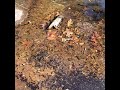 Future frogs in a vernal pool on a granite outcrop