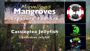 Marvellous Mangroves Creature Feature Ep.1 -  The Upside Down Jellyfish