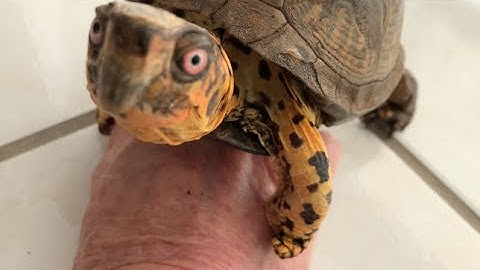 Sparky a Box Turtle - feelings and expressions