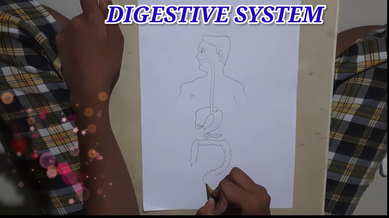 How to Draw Human Digestive System step by step for Beginners - YouTube