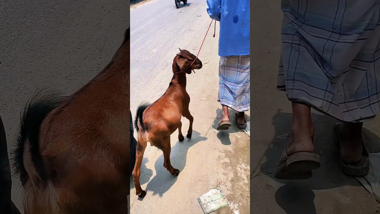 Gorur Haat Eid-Ul-Adha 2025. #goat #qurbanvlogs #cattlemarket #funnyvideo