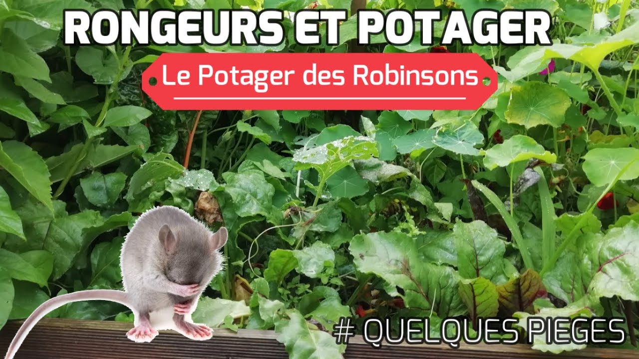 Gérer les rongeurs au potager - Le potager permacole