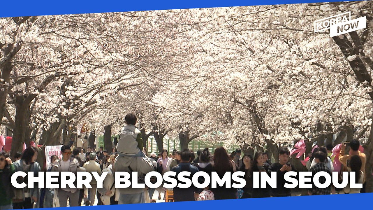 Spring arrives in Seoul earlier than usual… First cherry blossoms in bloom