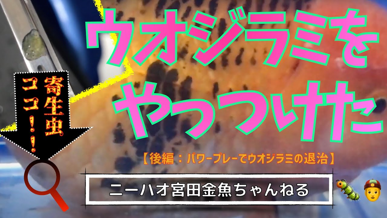 ニーハオ宮田 金魚ちゃんねる ウオジラミをやっつけた 後編 パワープレーでウオジラミの退治 Youtube
