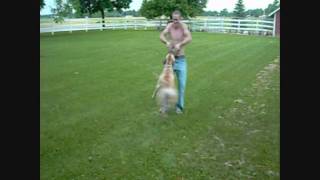 2 Pitbulls Havin Fun In The Sun,Jumping Swing Runnin