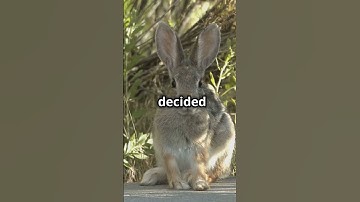 The Epic Race | Rabbit v/s Tortoise | Short Story | Motivation #shorts