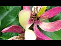 Plant Masters with Doug Wright - Easy Care Plants - Ep7