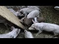Все свиньи 🐖в г*вне когда за 30°на термометрЕ | Ландрас+Пьетрен дуры дурами