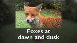 Foxes at dawn and dusk