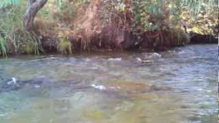 Salmon spawning on the Feather River:  Oroville Salmon spawning