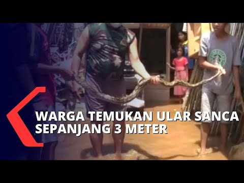 Banjir di Kedoya Mulai Surut, Warga Temukan Ular Sanca Saat Membersihkan Rumah