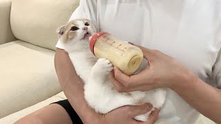 哺乳瓶にミルクを入れてあげたら甘えんぼ子猫がこうなっちゃいました…笑