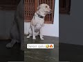 #remix #dj #funny #funny #pawsn #funnyimages #comedy #funnymemes #dog
