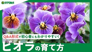 可愛い花姿といい香りが魅力 ニオイスミレの育て方 育て方のポイント 植物とあなたをつなぐplantia