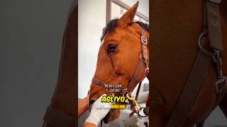 Ayağı Yaralı Bir Atın Duygusal Hikayesi