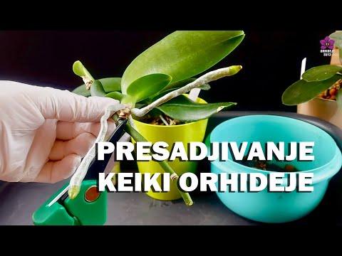 Video: Kako pravilno presaditi orhideju - i evo nekoliko nijansi