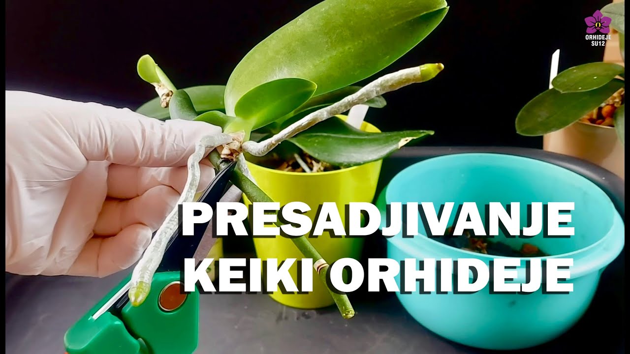 Kako presaditi keiki orhideju I bazne informacije o keiki orhideji