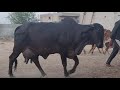 top breed gir male and female and syama kapila aravali dairy farm 9983954391