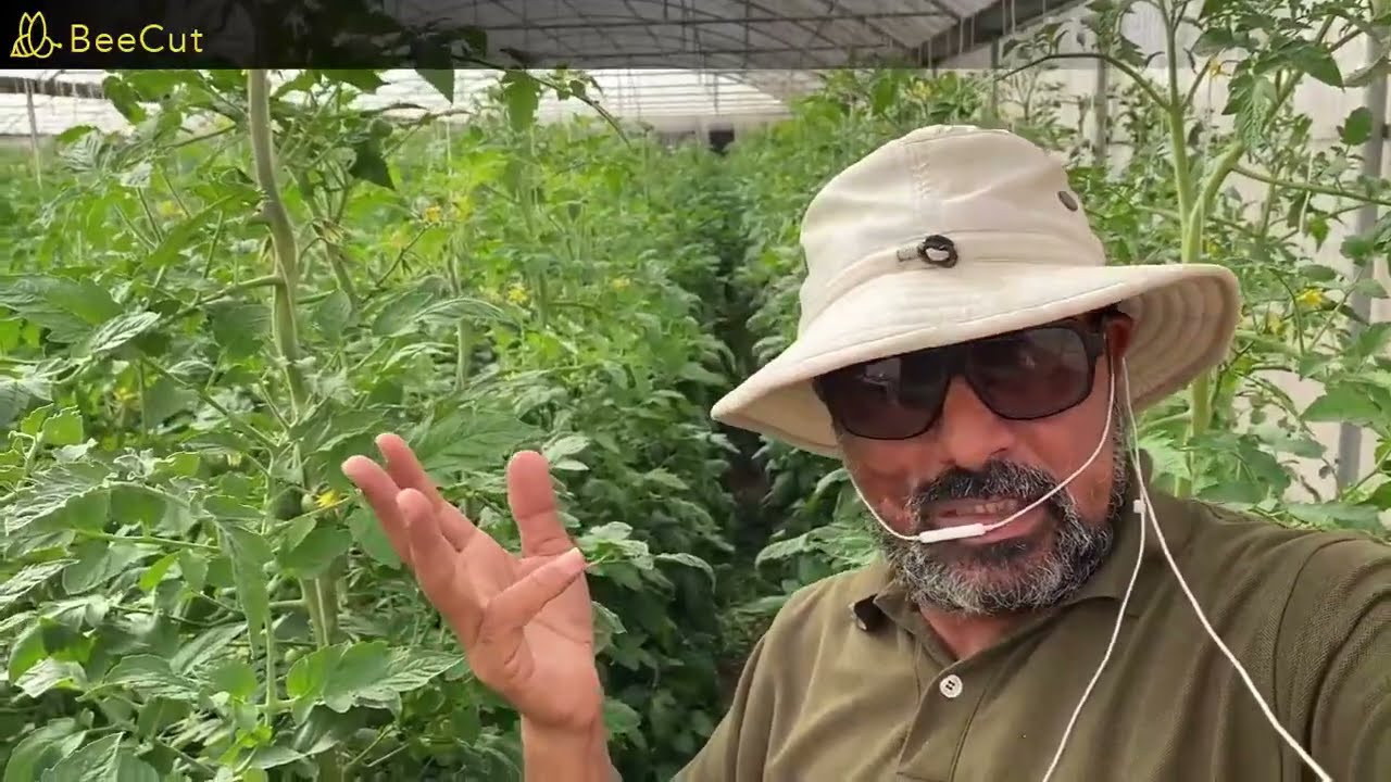 النحاس _ كعنصر مغذى ومطهر فطرى وبكتيرى _ ومبيد فطرى وقائى_ وعلاجى أيضا أكروبات النحاس ريدوميل جولد.