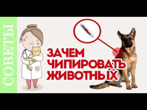 Зачем чипировать собаку, кошку? Новый закон о чипировании.