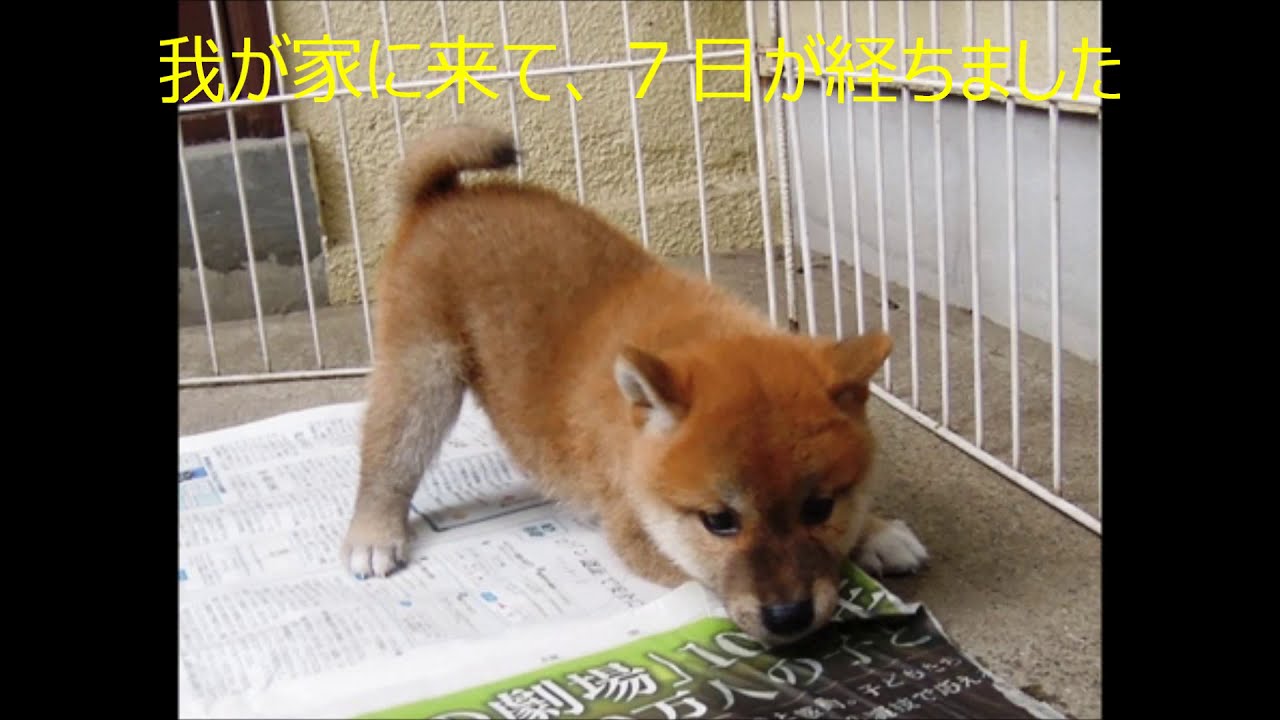 柴犬販売の過去記録 柴犬販売の過去記録