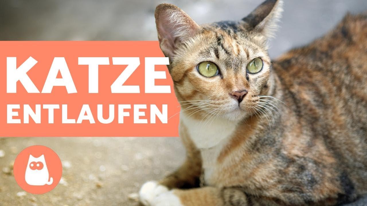 Katze Weggelaufen Findet Sie Allein Zurück