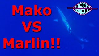 RAW HUGE SHARK ATTACK (MAKO VS MARLIN) LISTEN CLOSELY!!!