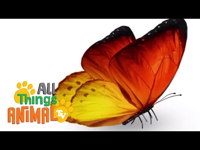 * BUTTERFLY * | Animals For Kids | All Things Animal TV class=