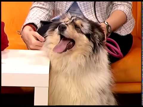 Уход за собакой зимой / Зверский понедельник / ЕТВ